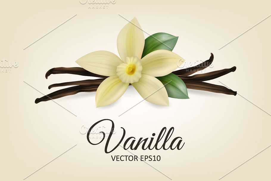 Vanilla flower. Vector set.