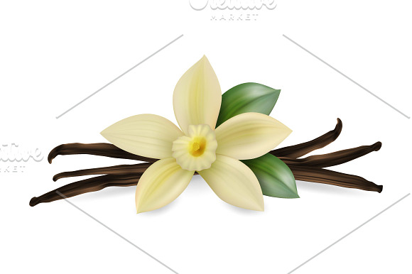 Vanilla flower. Vector set. in Illustrations - product preview 1