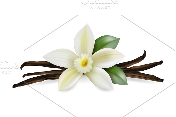 Vanilla flower. Vector set. in Illustrations - product preview 2