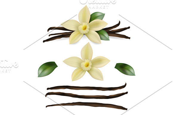 Vanilla flower. Vector set. in Illustrations - product preview 3