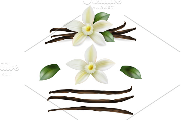 Vanilla flower. Vector set. in Illustrations - product preview 4