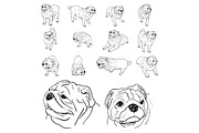 Drawing set of pug