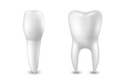 Tooth. Vector set.