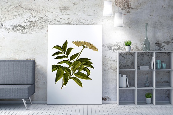 Elderberry Medicinal Plant Transpare in Illustrations - product preview 1