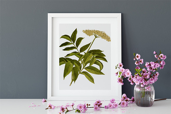 Elderberry Medicinal Plant Transpare in Illustrations - product preview 3