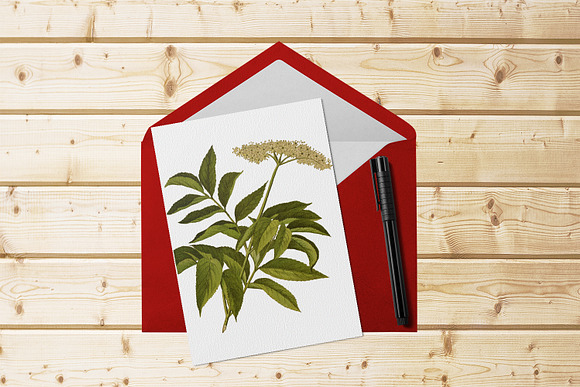 Elderberry Medicinal Plant Transpare in Illustrations - product preview 5