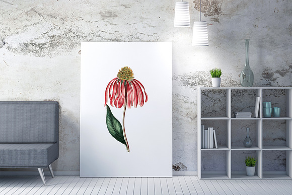 Echinacea Medicinal Herb Transparent in Illustrations - product preview 1