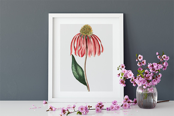 Echinacea Medicinal Herb Transparent in Illustrations - product preview 3