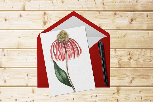 Echinacea Medicinal Herb Transparent in Illustrations - product preview 5