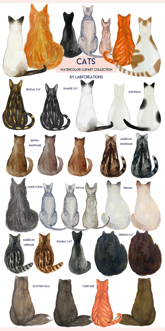 Cats Watercolor clipart. Back of cat in Illustrations - product preview 8