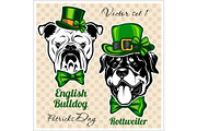 English Bulldog and Rottweiler - Dog