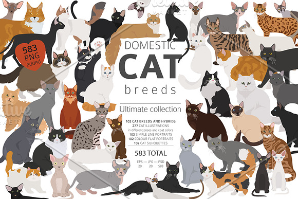 Domestic cat breeds and hybrids in Illustrations - product preview 6
