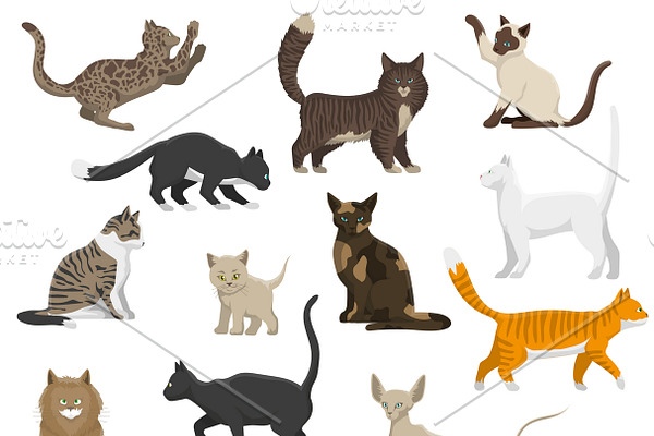 Cat breeds flat icons