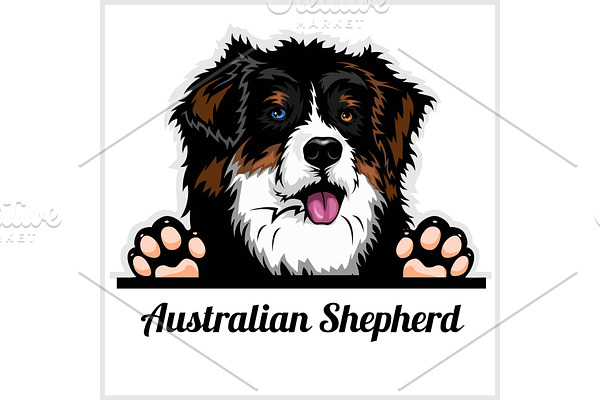Color dog head, Australian Shepherd