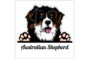 Color dog head, Australian Shepherd