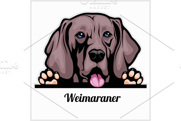 Color dog head, Weimaraner breed on