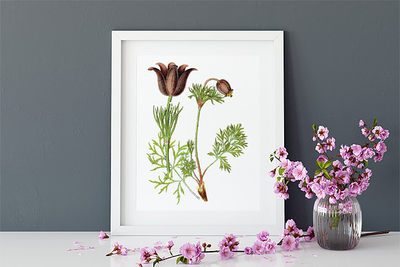 Anemone Medicinal Plant Vector in Illustrations - product preview 3