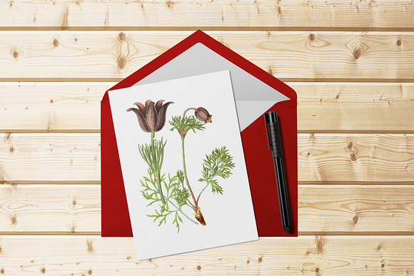 Anemone Medicinal Plant Vector in Illustrations - product preview 5
