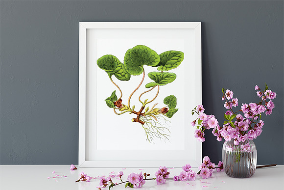 Wild Ginger Medicinal Plant Vector in Illustrations - product preview 2