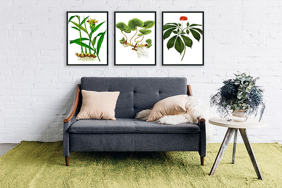 Wild Ginger Medicinal Plant Vector in Illustrations - product preview 4