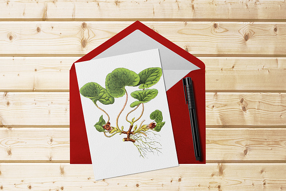 Wild Ginger Medicinal Plant Vector in Illustrations - product preview 5