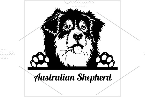 dog head, Australian Shepherd breed