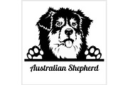 dog head, Australian Shepherd breed