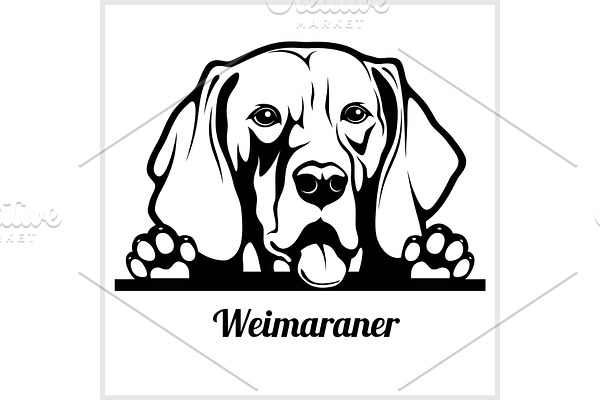 dog head, Weimaraner breed, black