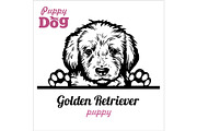 Puppy Golden Retriever - Peeking
