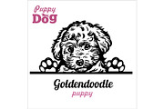 Puppy Goldendoodle - Peeking Dogs -