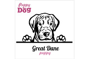 Puppy Great Dane - Peeking Dogs -