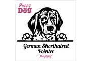 Puppy German Shorthaired Pointer -