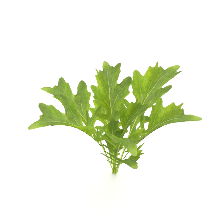 Arugula in Nature - product preview 1