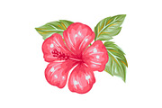 Illustration of tropical hibiscus