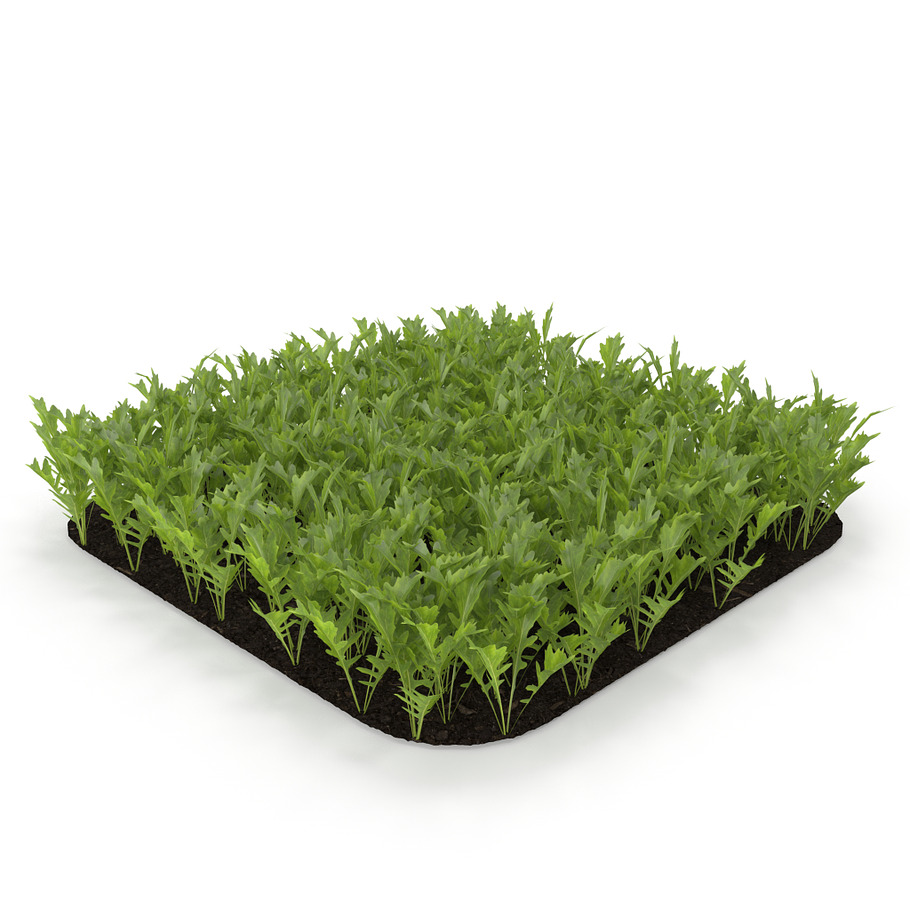 Arugula garden bed in Nature - product preview 3