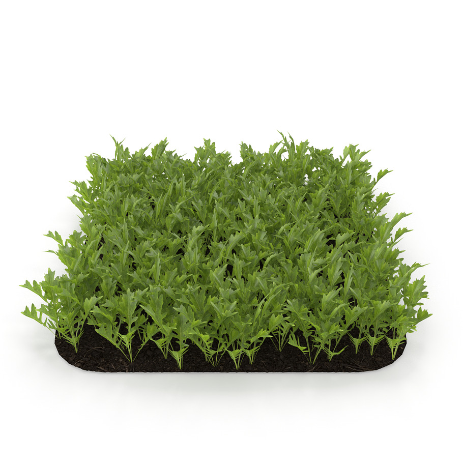 Arugula garden bed in Nature - product preview 7