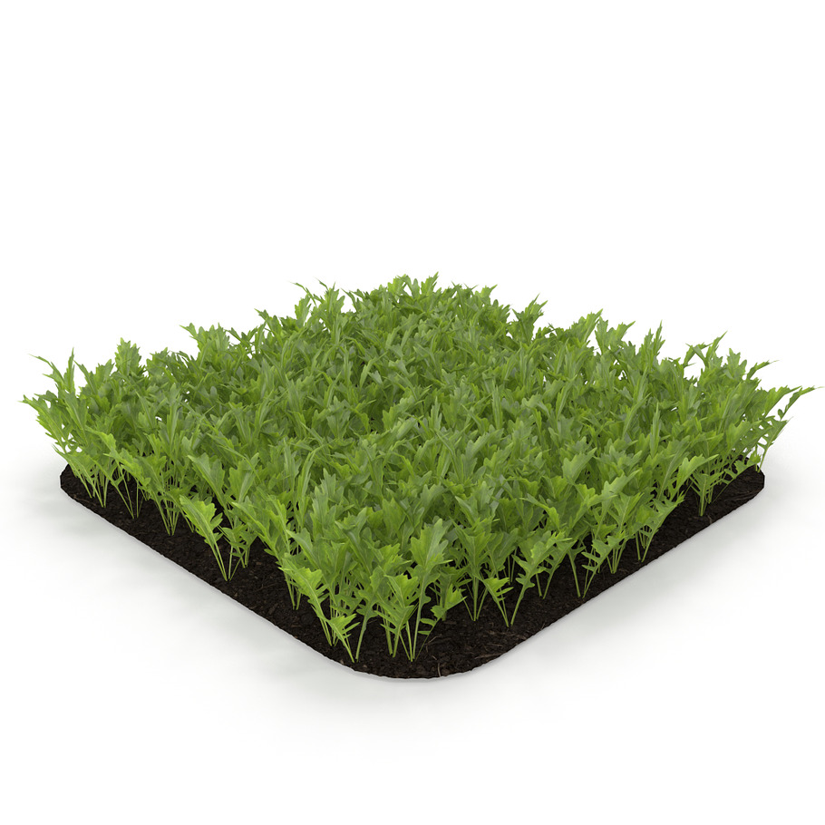 Arugula garden bed in Nature - product preview 8