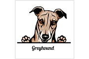 Color dog head, Greyhound breed on