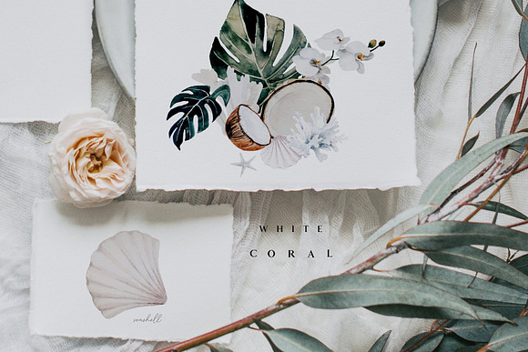 Pastel & White Coral in Illustrations - product preview 12