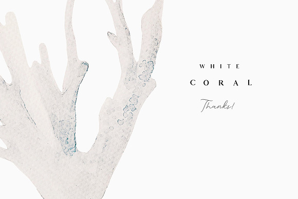 Pastel & White Coral in Illustrations - product preview 19
