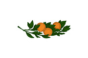 Flowers and oranges. Vector picture
