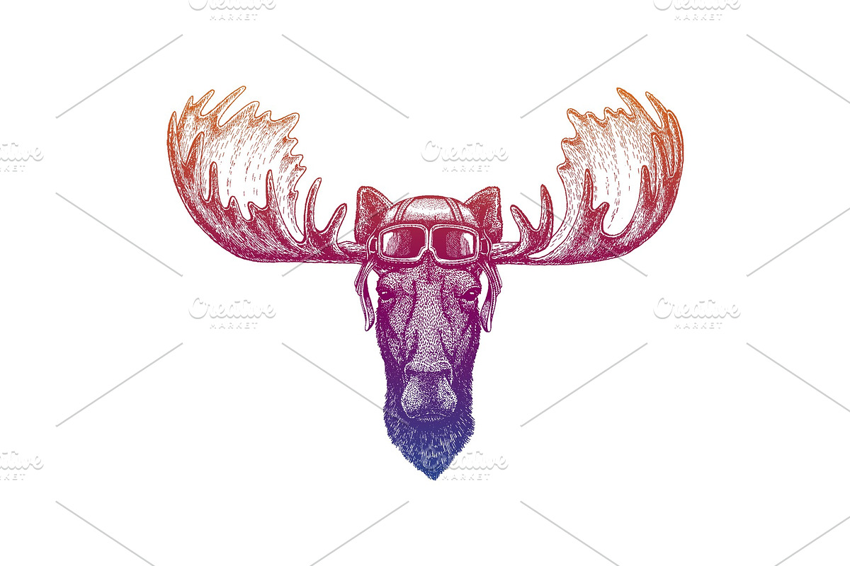 Moose, elk. Wild animal. Vector in Illustrations - product preview 8