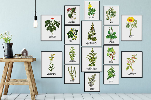 Mullein Medicinal Plant Vector in Illustrations - product preview 1