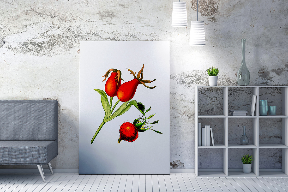 Rosehip Medicinal Plant Vector in Illustrations - product preview 8