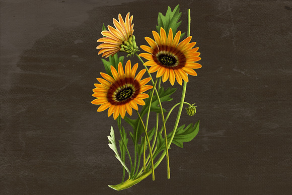 Sunflower Medicinal Plant Vector in Illustrations - product preview 2