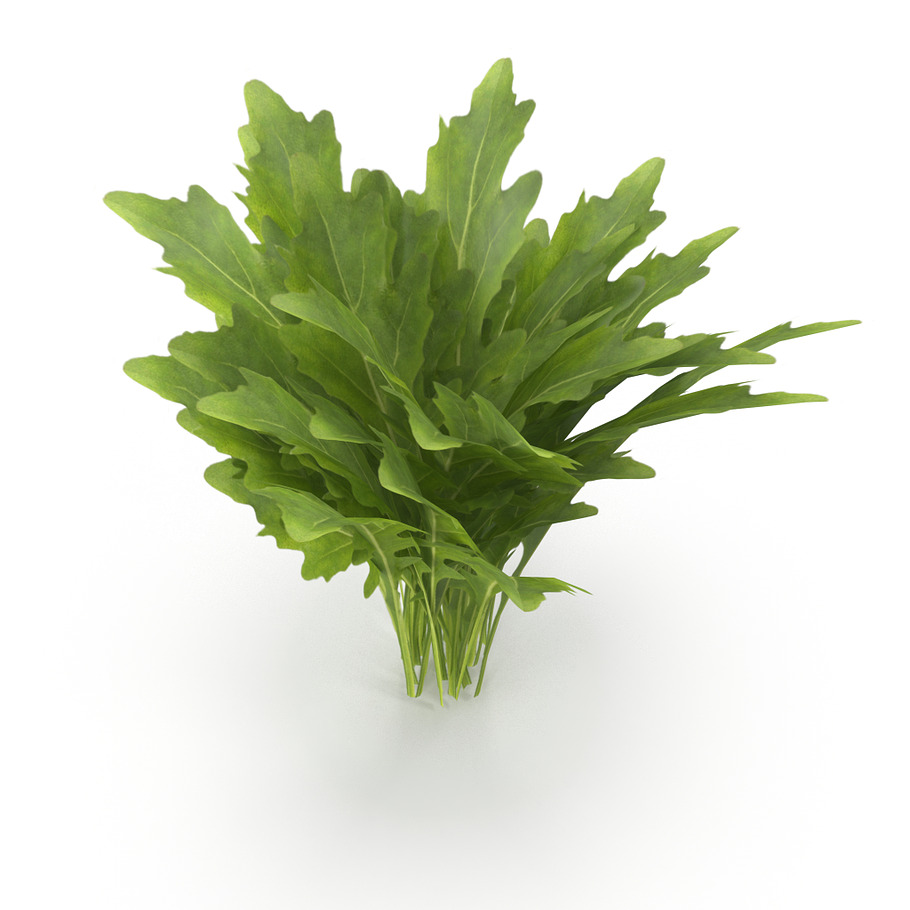 Arugula Bunch in Nature - product preview 8