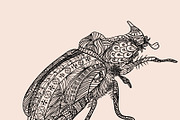 Ornated bug