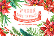 Watercolor Poinsettia Flowers