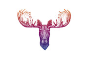 Moose, elk. Hand drawn animal