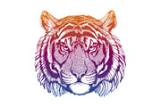 Tiger. Powerful animal isolated on
